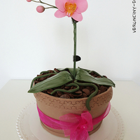 dort  Orchidej